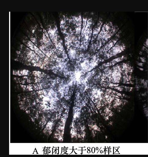 郁闭度