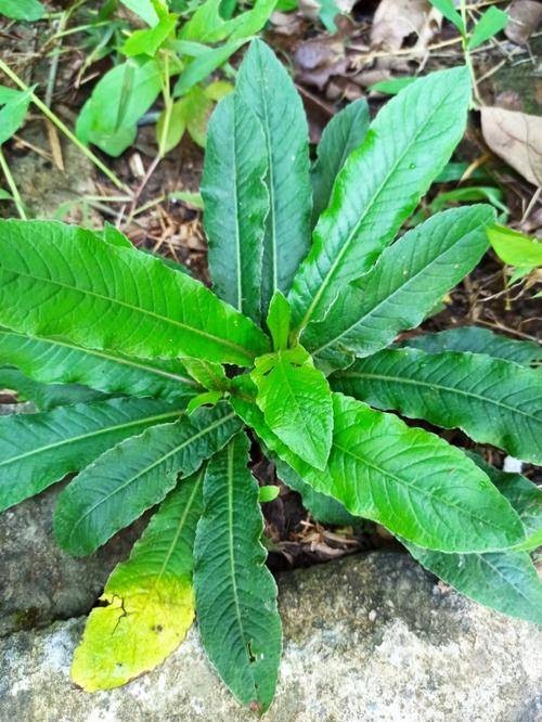 地胆草（菊科地胆草属植物）