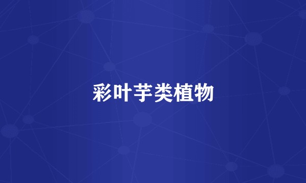 彩叶芋类植物