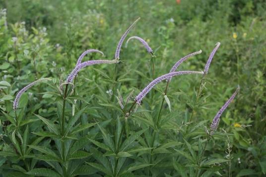 草本威灵仙(车前科腹水草属植物)