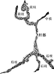 促前胸腺激素