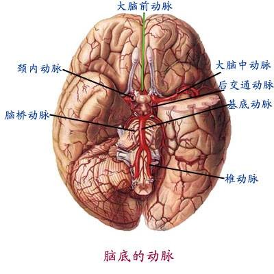 中枢神经元