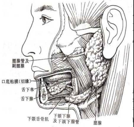 唾液腺肿瘤
