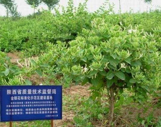 树型金银花