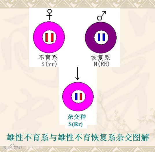 雄性不育系