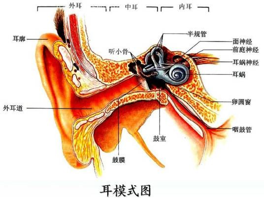 前庭器官