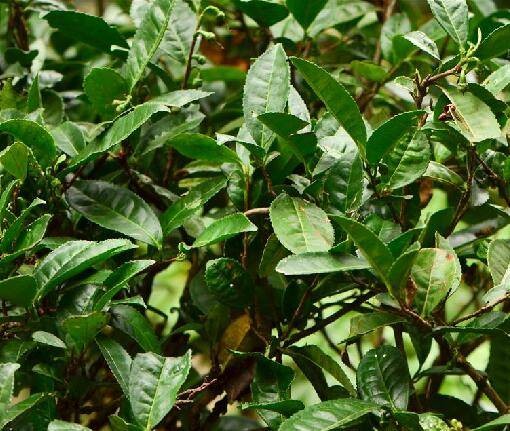 普洱茶(山茶科茶系树本)