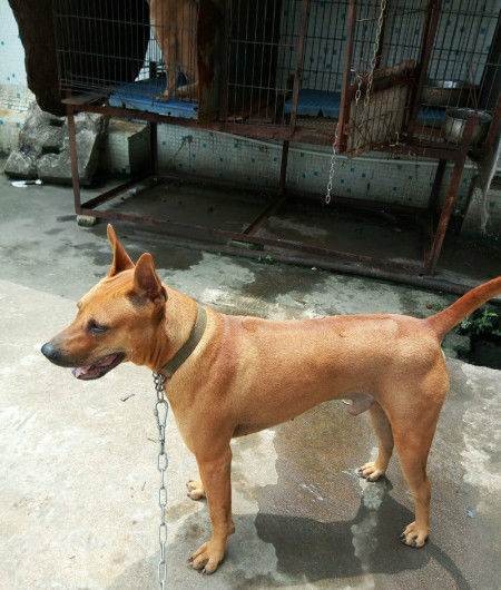 泰国脊背犬