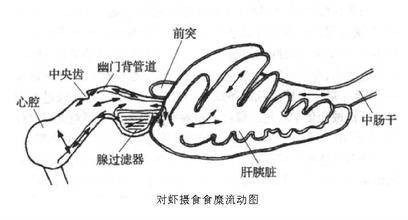 肝胰脏