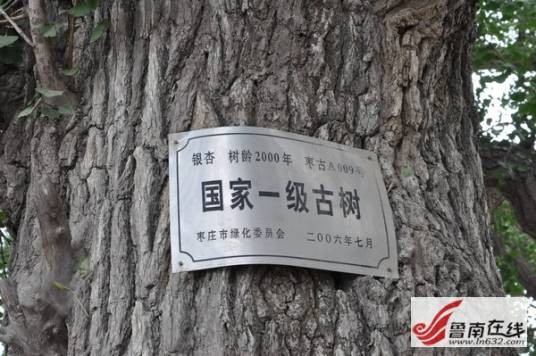 古银杏树(山东省枣庄市市中区)
