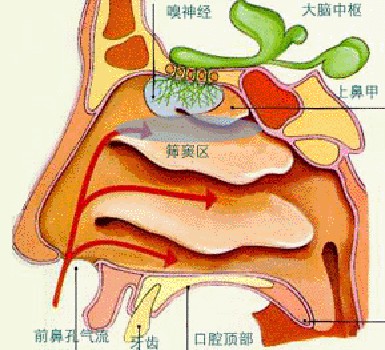 真菌性鼻窦炎