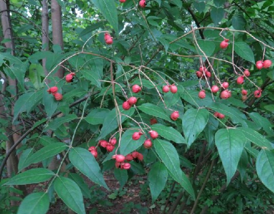 野鸦椿（中药）