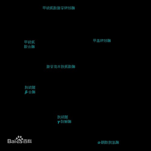 血同型半胱氨酸
