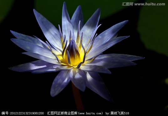 四色睡莲