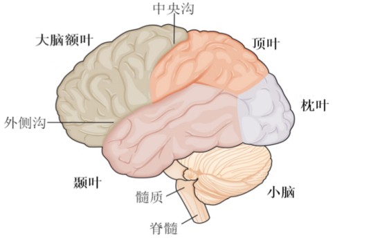 大脑(生物器官)
