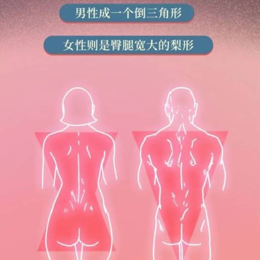 身材比例