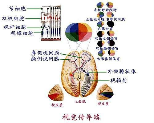 视觉（生理学术语）