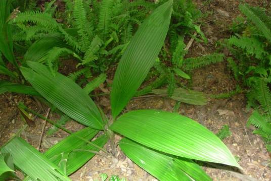 大叶仙茅(仙茅科仙茅属植物)