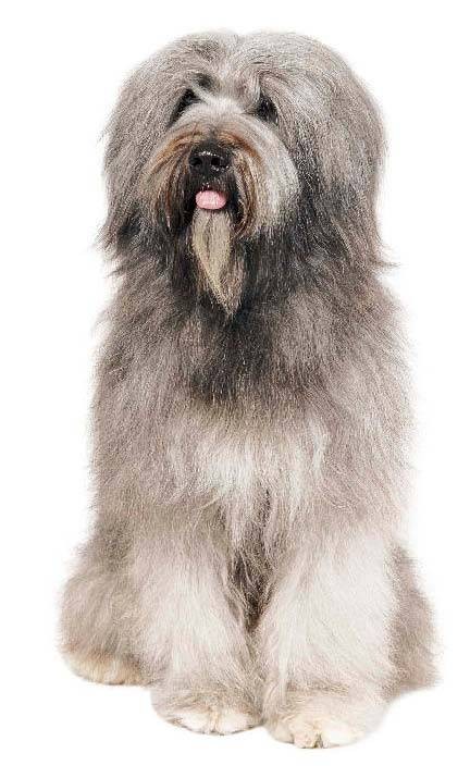 加泰罗尼亚牧羊犬