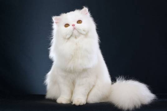 波斯猫(以长毛和圆脸著称的品种猫(猫科猫属动物))