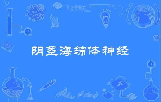 阴茎海绵体神经