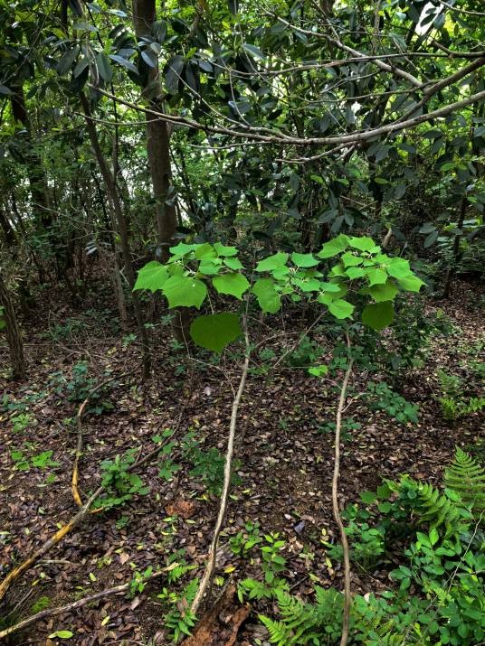 芙蓉(锦葵科木槿属植物)