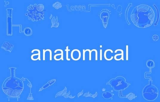 anatomical