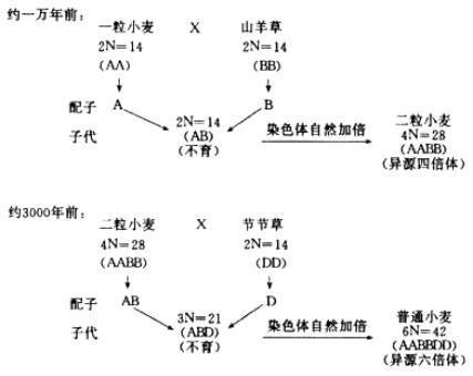 异源多倍体
