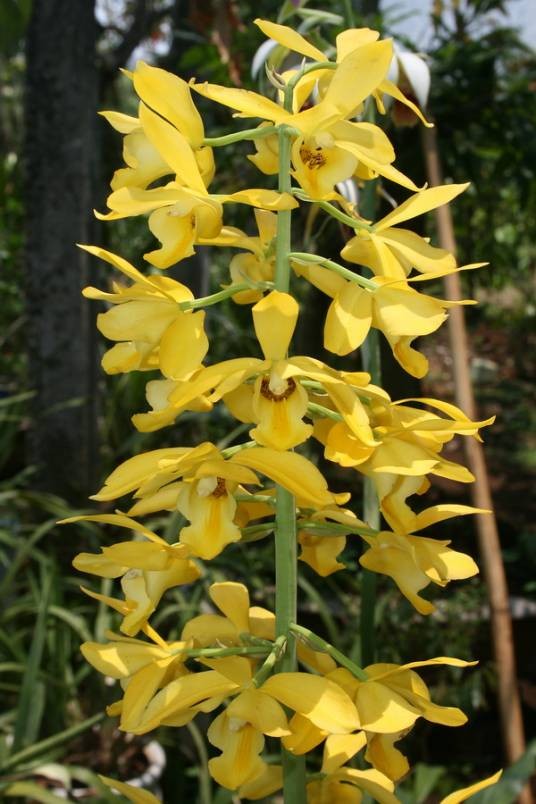 黄花美冠兰