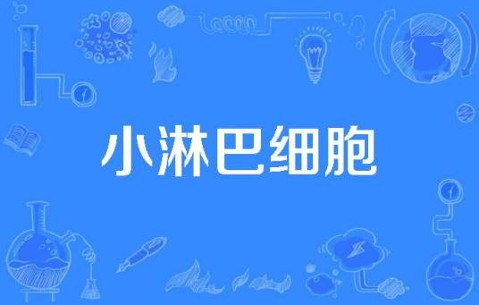 小淋巴细胞