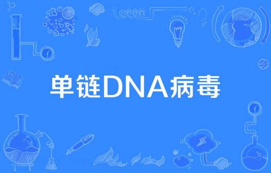 单链DNA病毒
