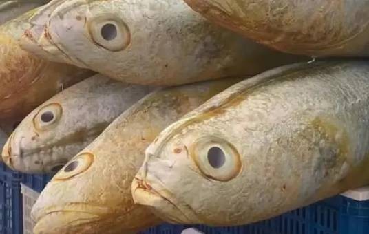 大黄鱼抱枕