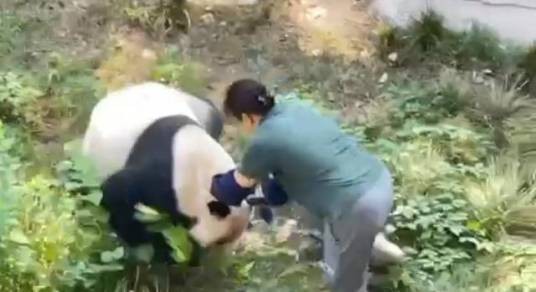9·19重庆动物园熊猫袭击饲养员事件