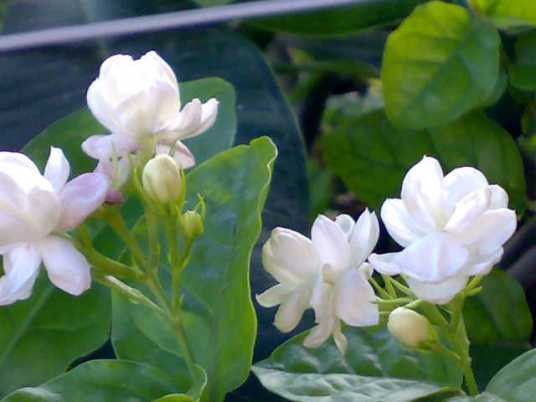 双瓣茉莉