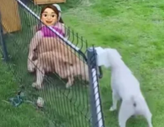 6·27深圳女子在宠物乐园被金毛犬撕咬事件