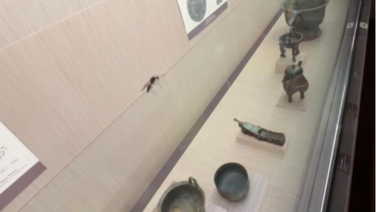 5·20台北故宫博物院展柜出现蚂蚁事件