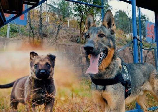1·9楚雄警犬被通报批评事件