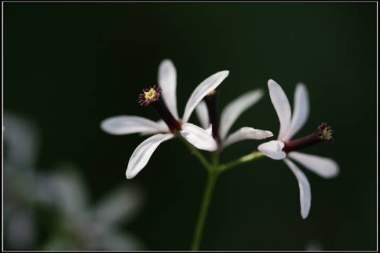 楝花（芸香目楝科植物）