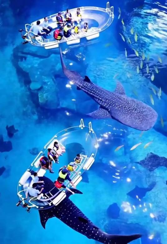 2·18珠海长隆鲸鲨去世事件