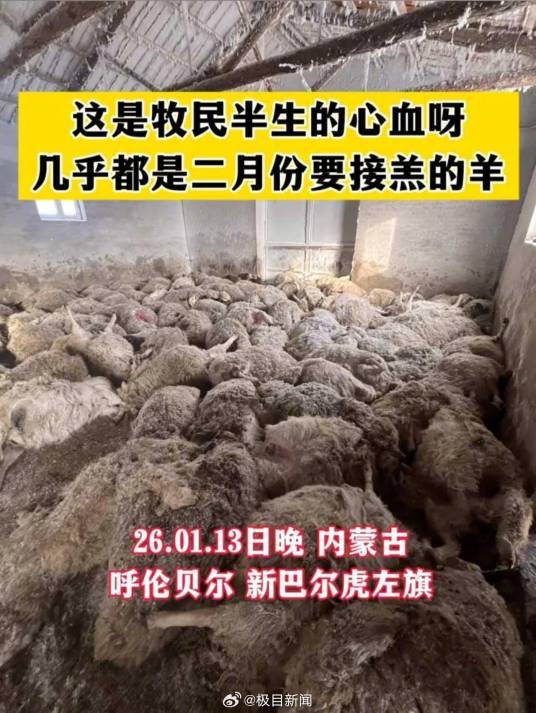 1·13新巴尔虎左旗狼群夜袭羊圈事件