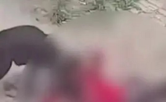 6·19菏泽老人遭恶犬撕咬事件