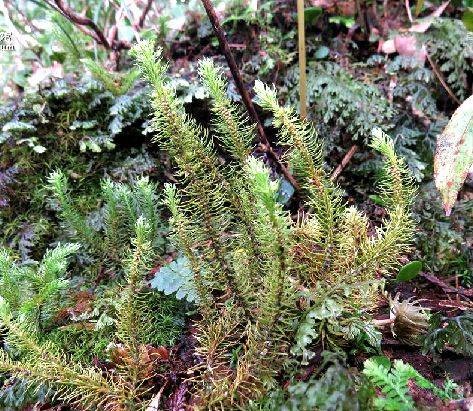 杉叶藻（车前科杉叶藻属植物）