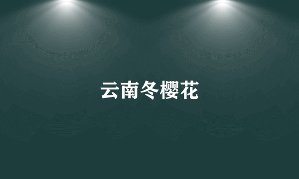 云南冬樱花