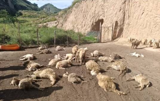 9·13绥德羊圈遭袭事件