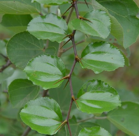 马甲子根