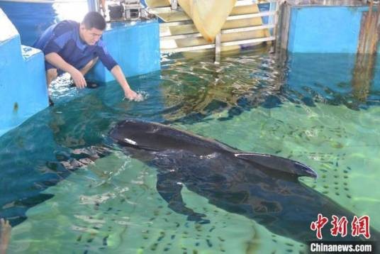 海莉(在三亚搁浅获救的短肢领航鲸)