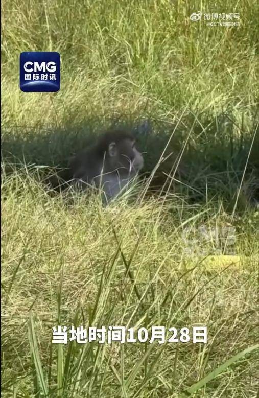 10·28美国实验猴逃脱事件