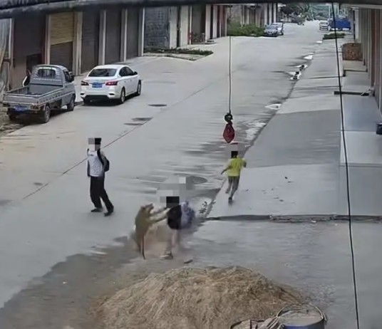 5·7桂平恶犬追咬女童事件