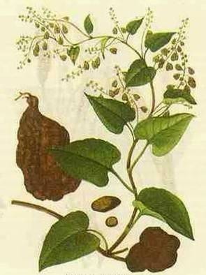 根状茎
