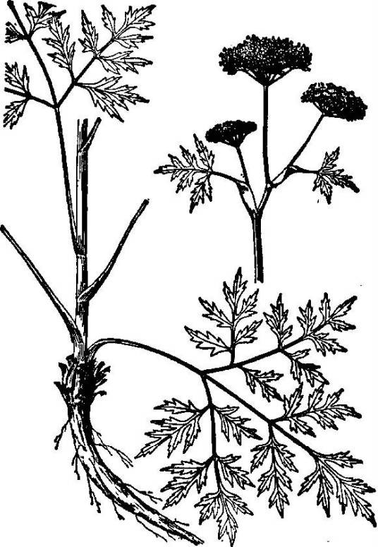 石防风(伞形科石防风属植物)